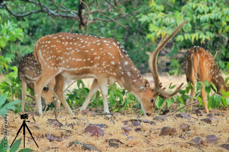 Nature & Wildlife Photography